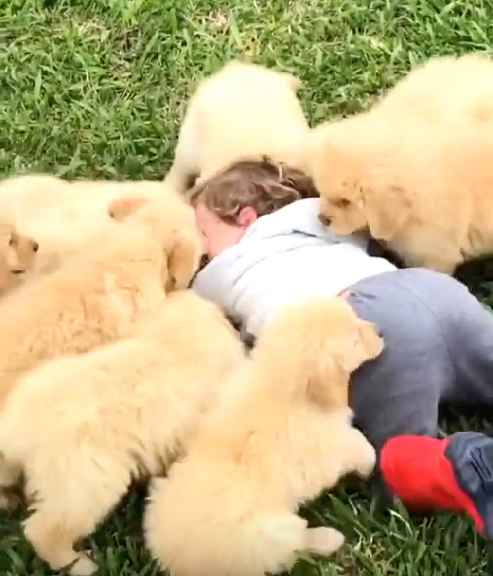 ゴールデンレトリーバー,動画