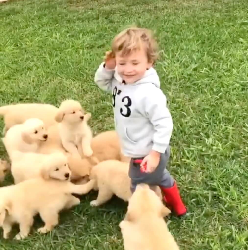 ゴールデンレトリーバー,動画