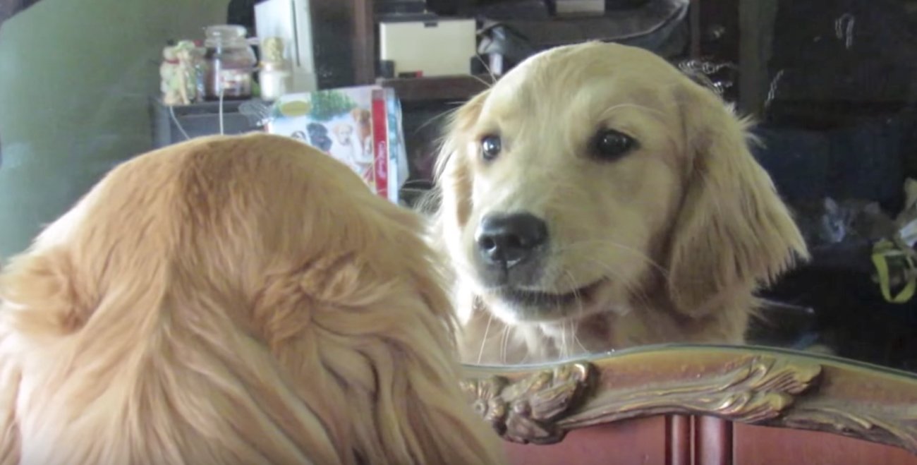 ゴールデンレトリーバー,鏡,動画