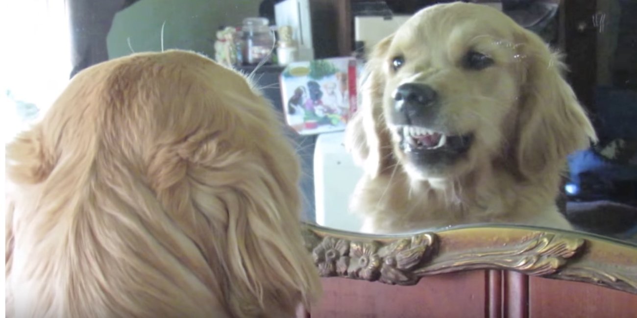 ゴールデンレトリーバー,鏡,動画