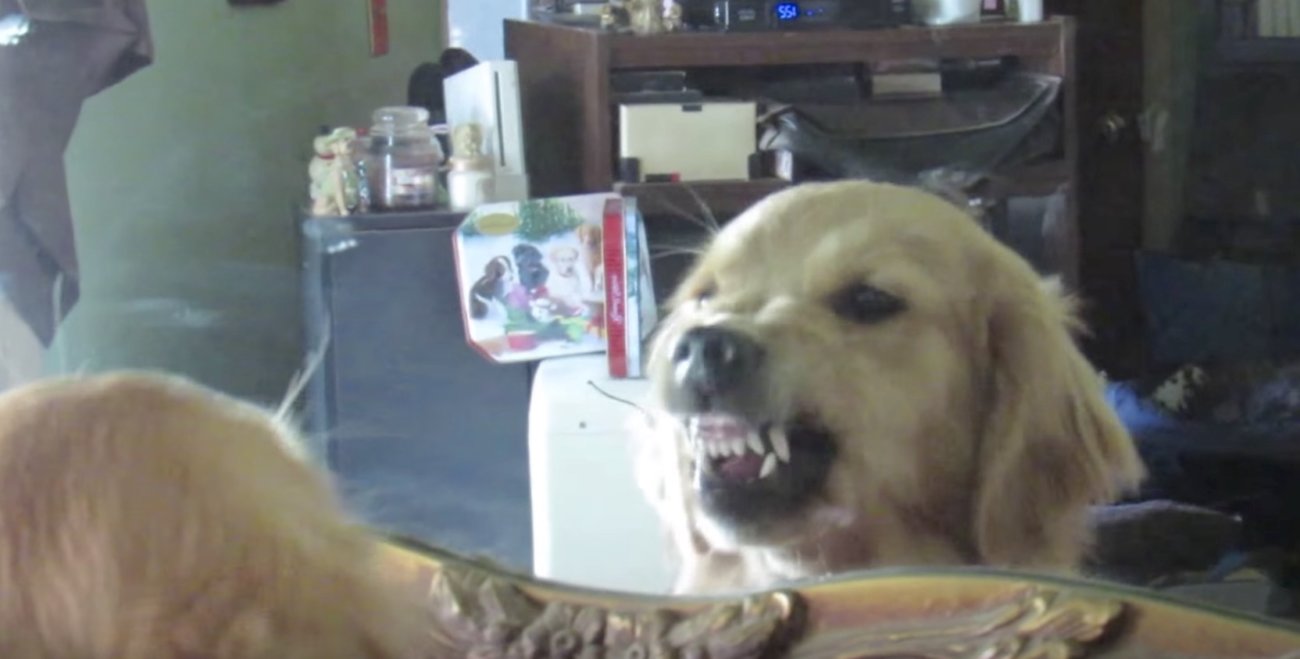 ゴールデンレトリーバー,鏡,動画