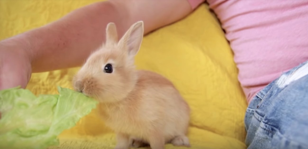 ゴールデンレトリーバー,動画