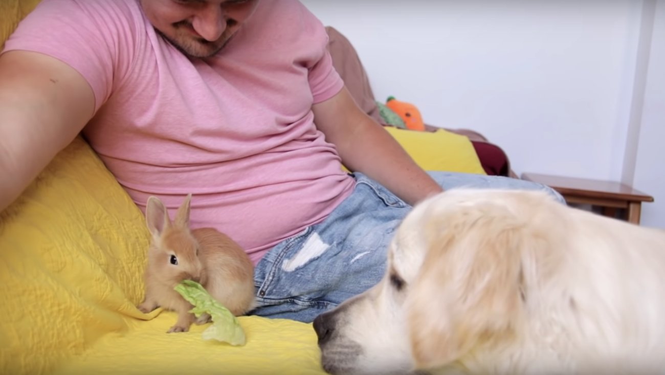 ゴールデンレトリーバー,動画