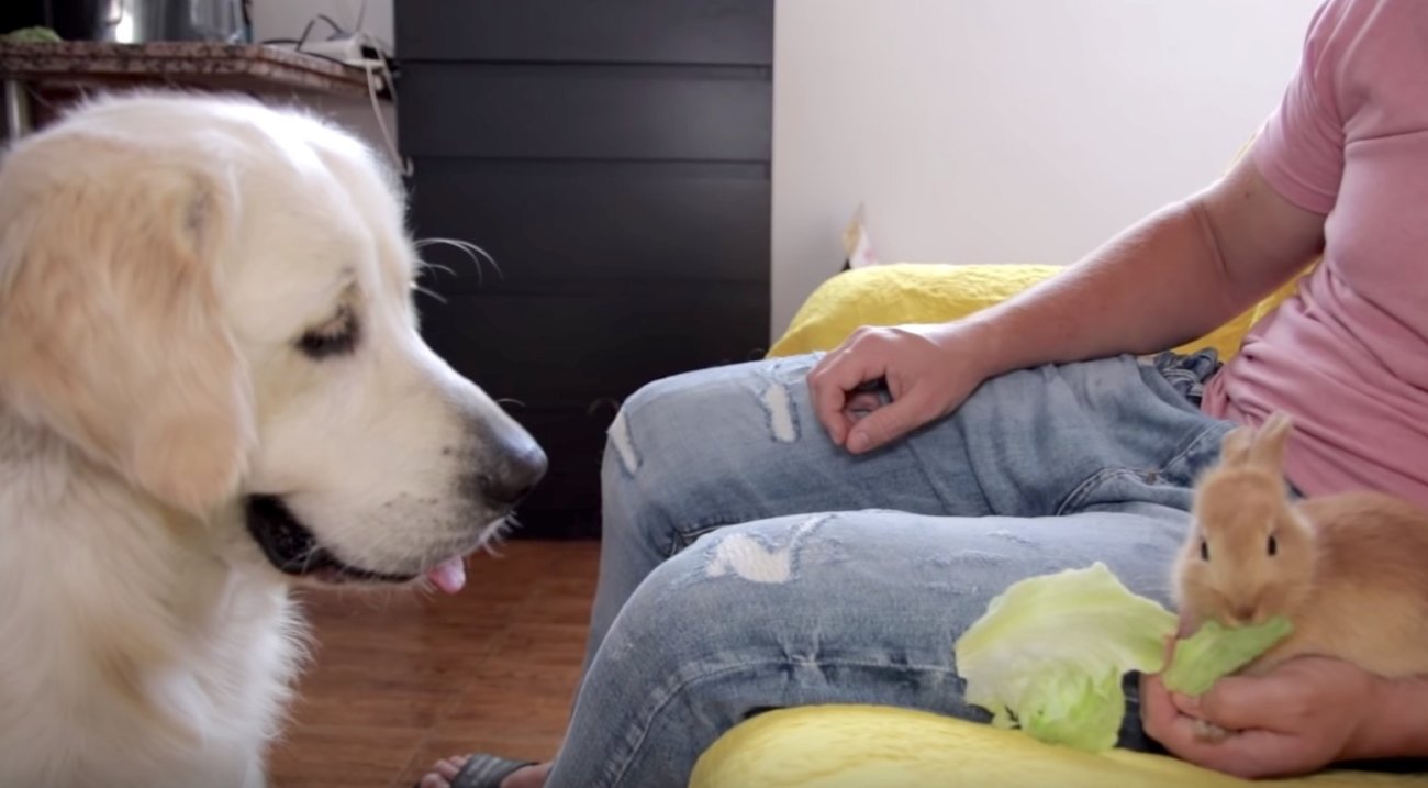 ゴールデンレトリーバー,動画