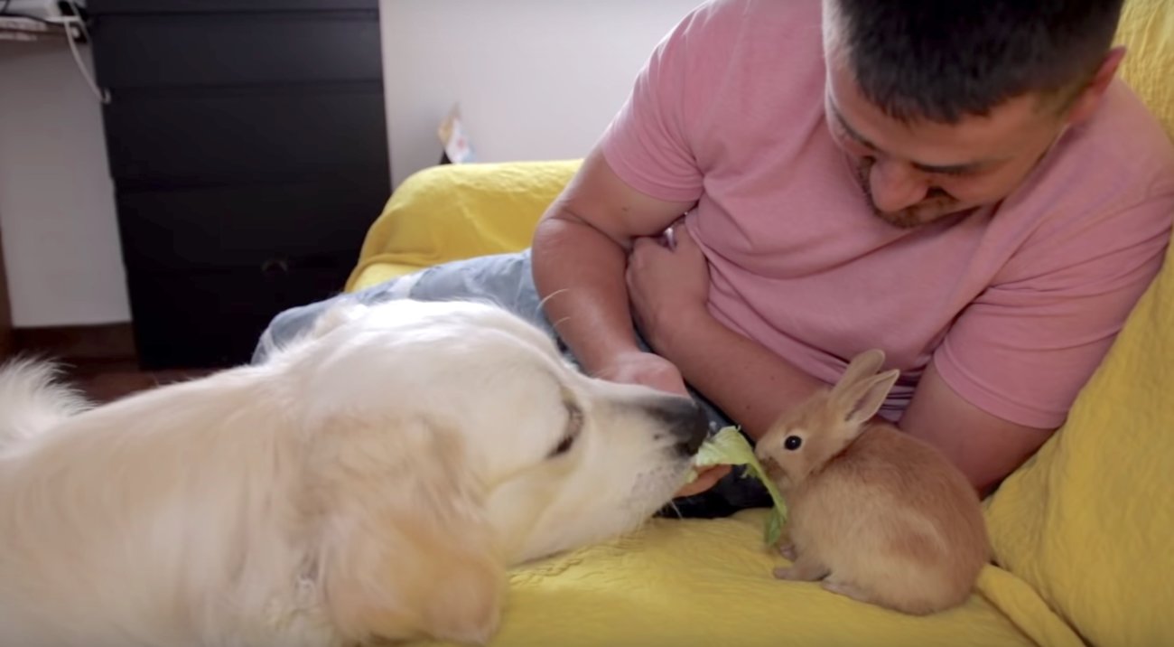 ゴールデンレトリーバー,動画