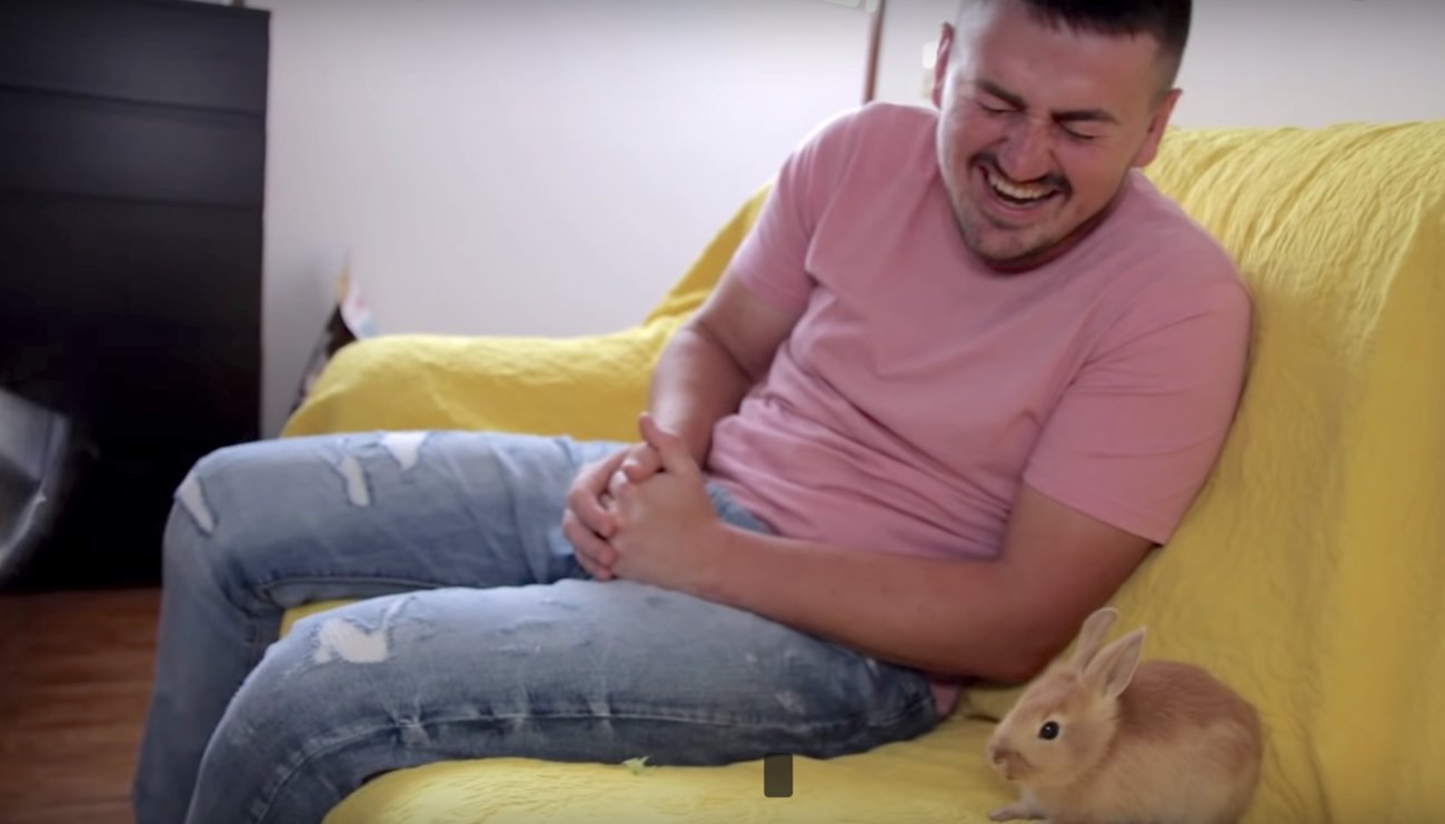 ゴールデンレトリーバー,動画