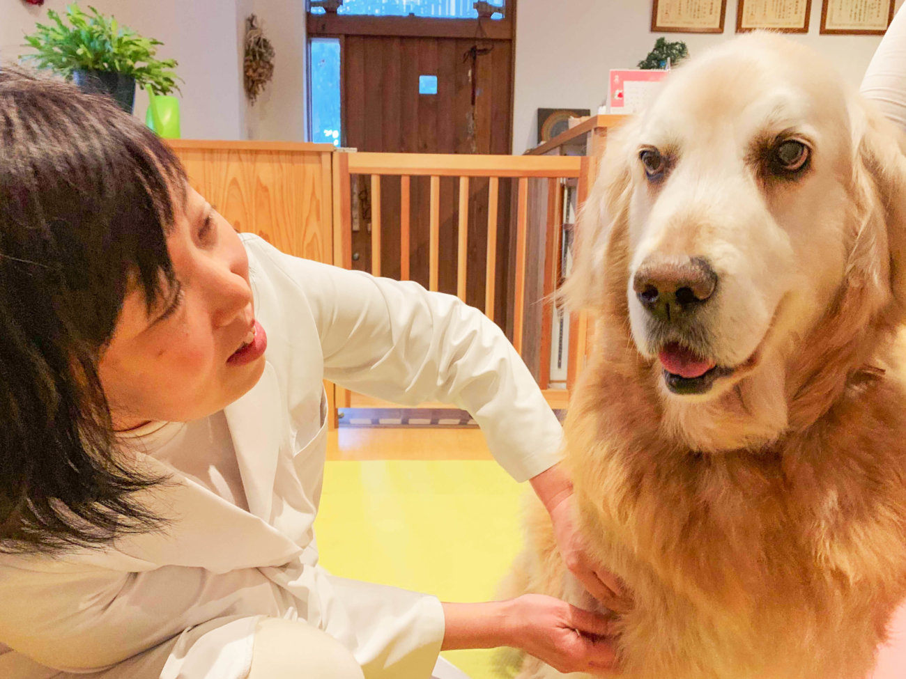 レトリーバー,オゾン療法