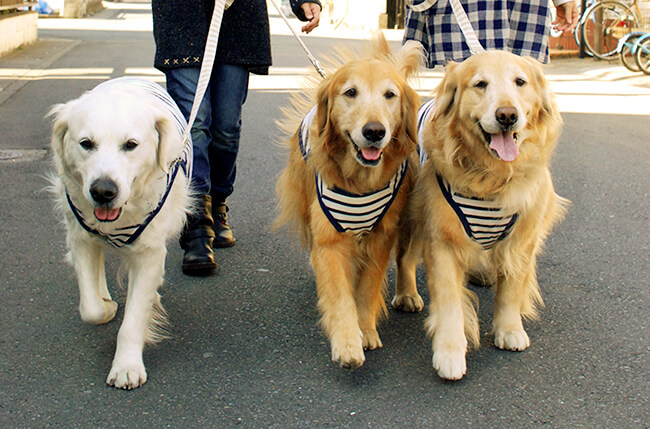 ゴールデンレトリーバー,お散歩