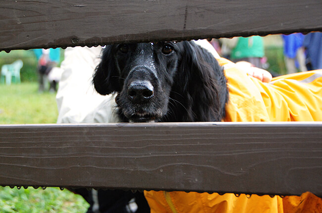ゴールデンレトリーバー,お散歩