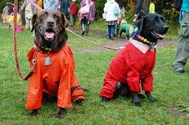ゴールデンレトリーバー,お散歩