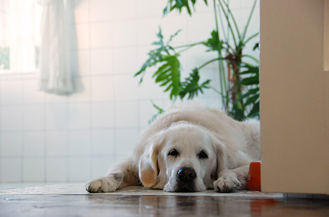 ゴールデンレトリーバー,お散歩