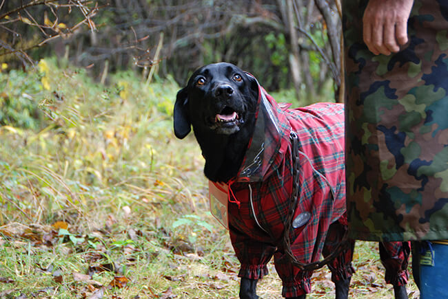 ゴールデンレトリーバー,お散歩