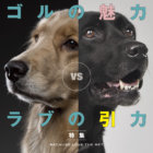 【特集】ゴルの魅力 vs ラブの引力