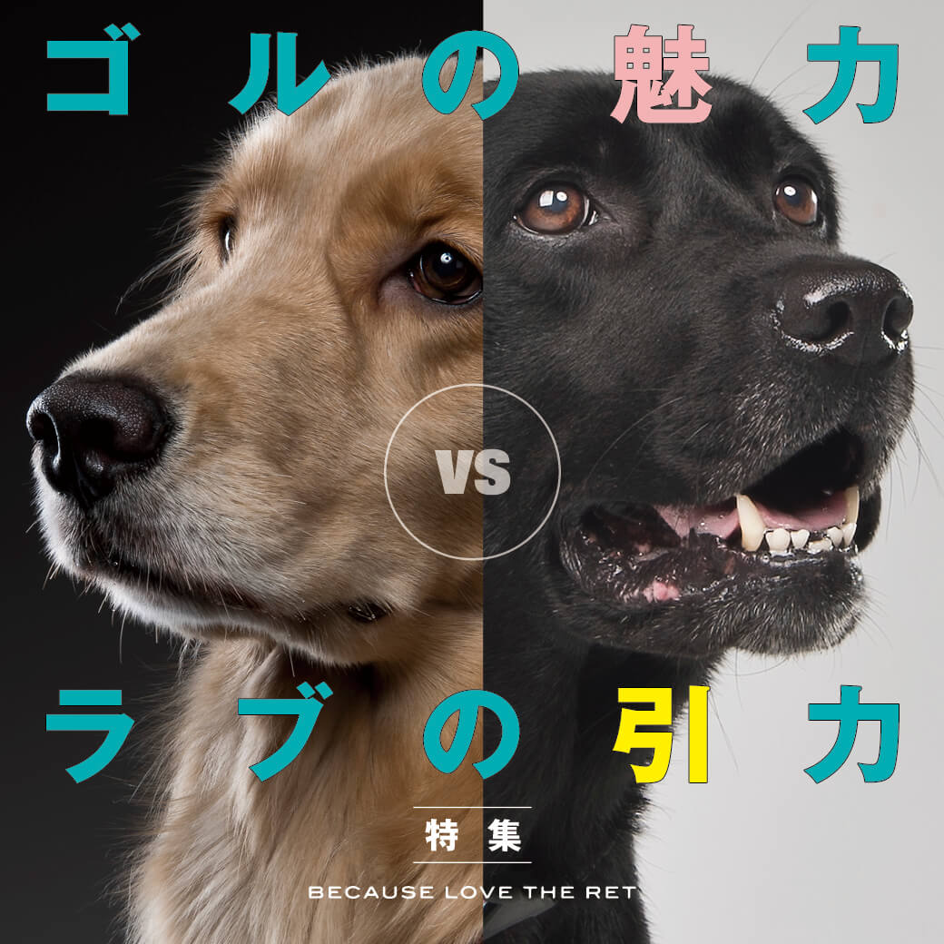 レトリーバー,特集