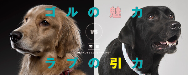 【特集】ゴルの魅力 vs ラブの引力