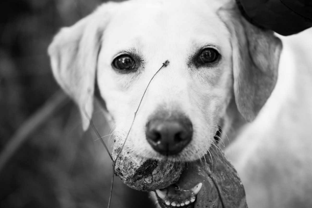 ラブラドールレトリーバー,マンボウやしろ