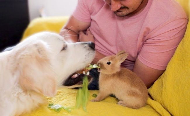 ゴールデンレトリーバー,動画