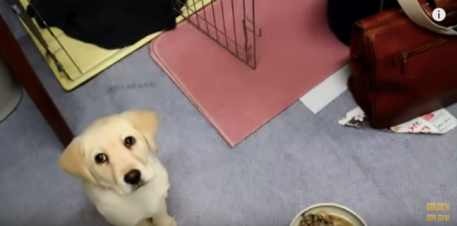 ゴールデンレトリーバー,動画