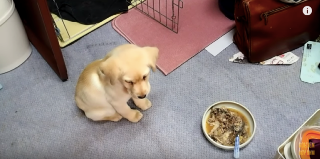 ゴールデンレトリーバー,動画