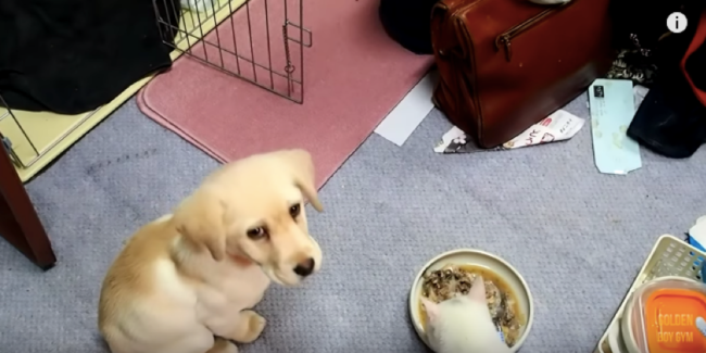 ゴールデンレトリーバー,動画