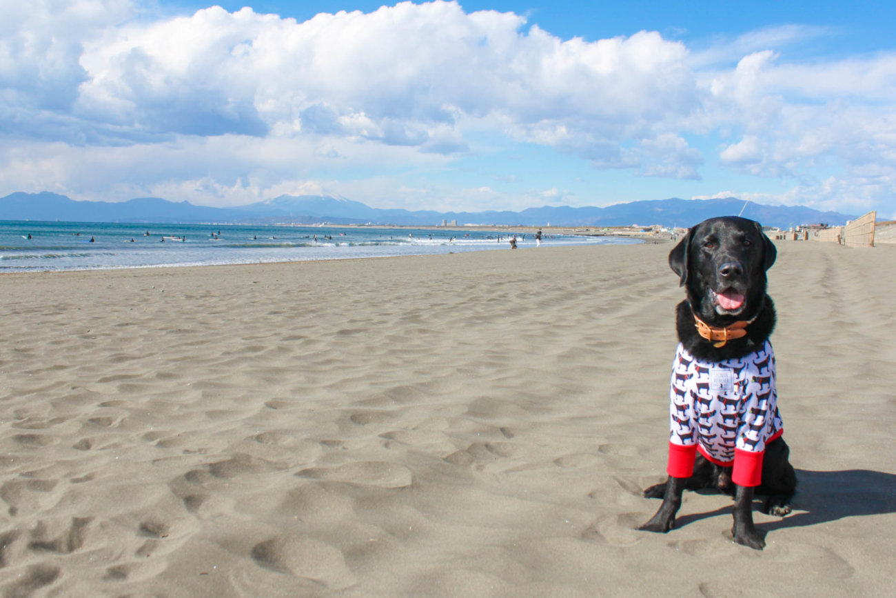 ラブラドールレトリーバー,湘南
