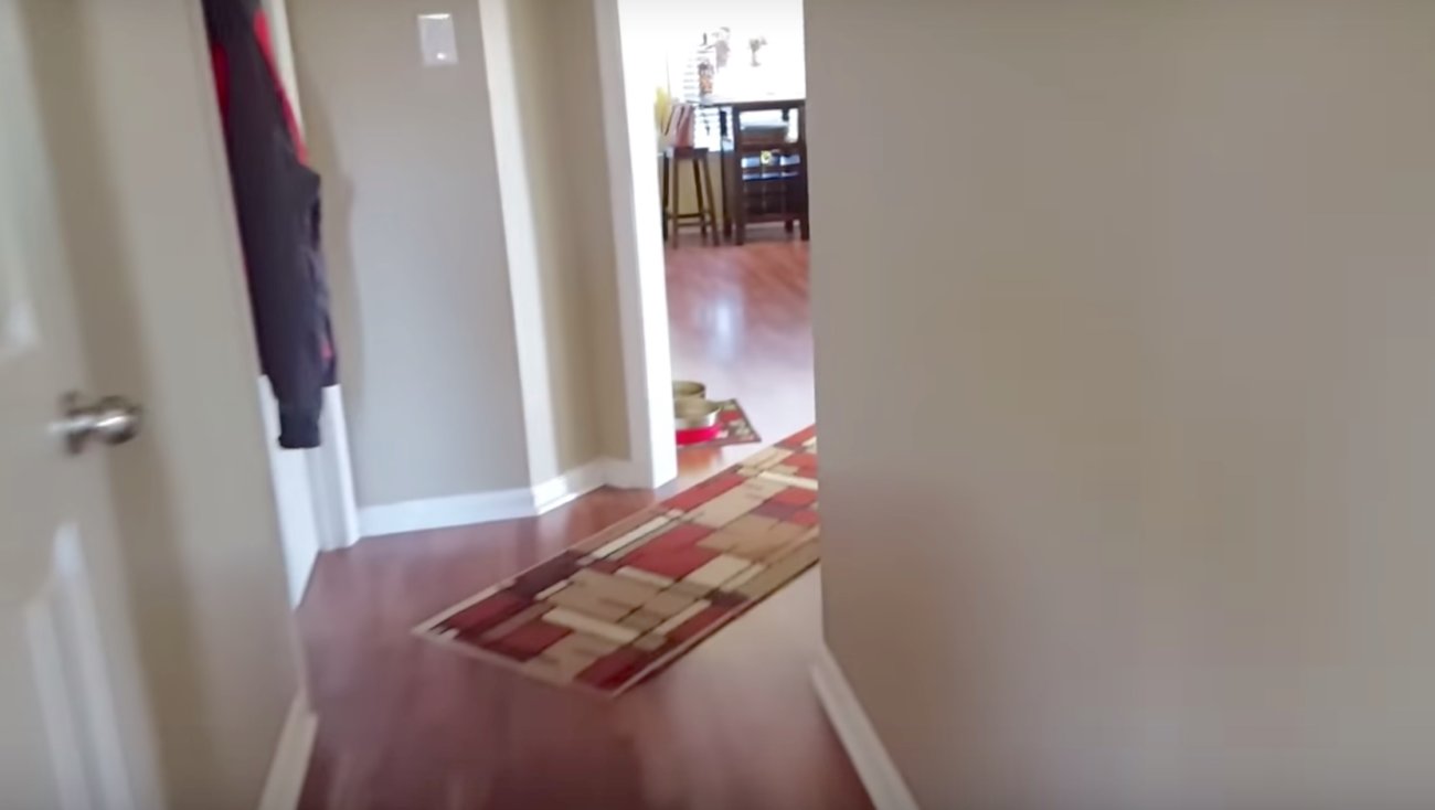 ゴールデンレトリーバー,動画