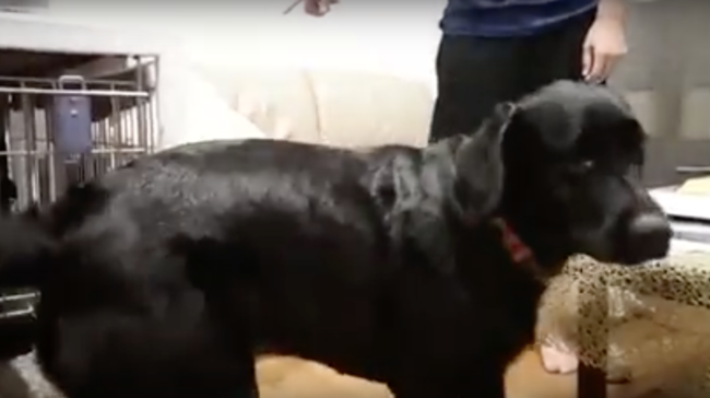 ラブラドールレトリーバー,動画