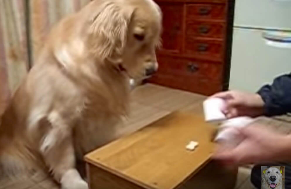 ゴールデンレトリーバー,動画