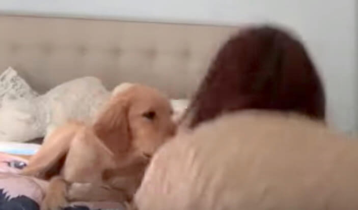 ゴールデンレトリーバー,動画