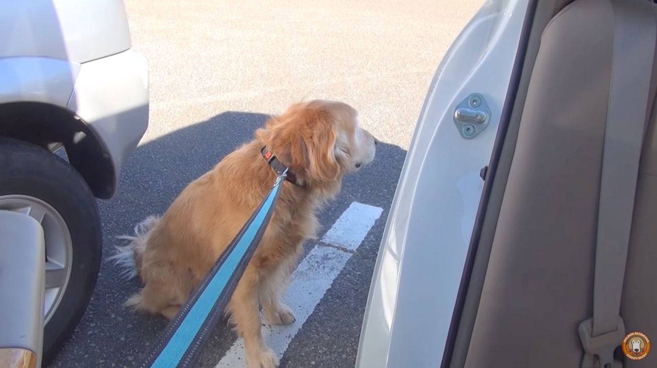 ゴールデンレトリーバー,動画