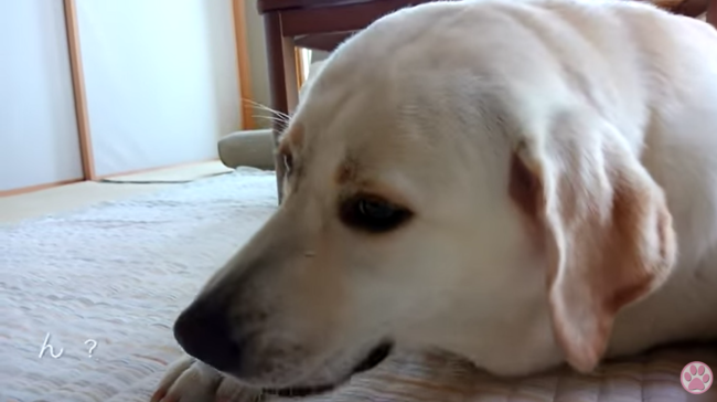 ラブラドールレトリーバー,動画