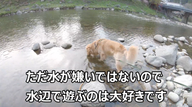 ゴールデンレトリーバー,動画