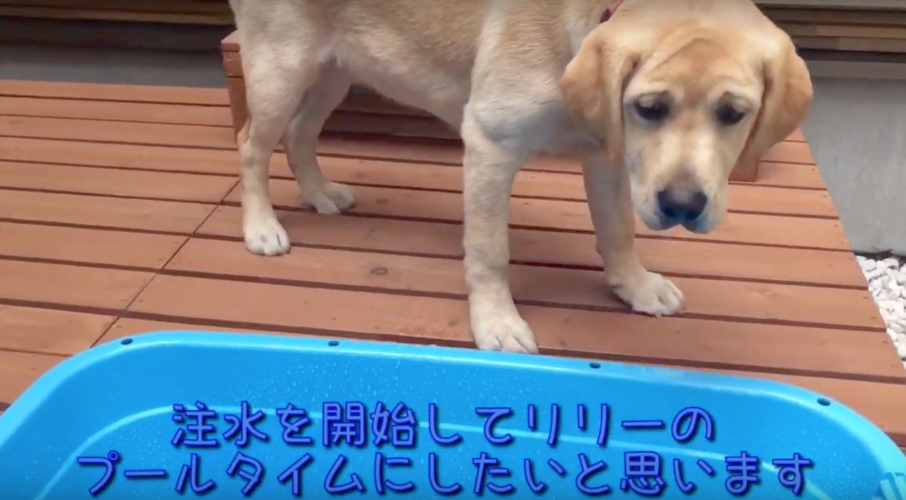 ラブラドールレトリーバー,プール動画