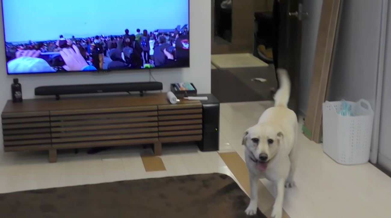 ラブラドールレトリーバー,動画