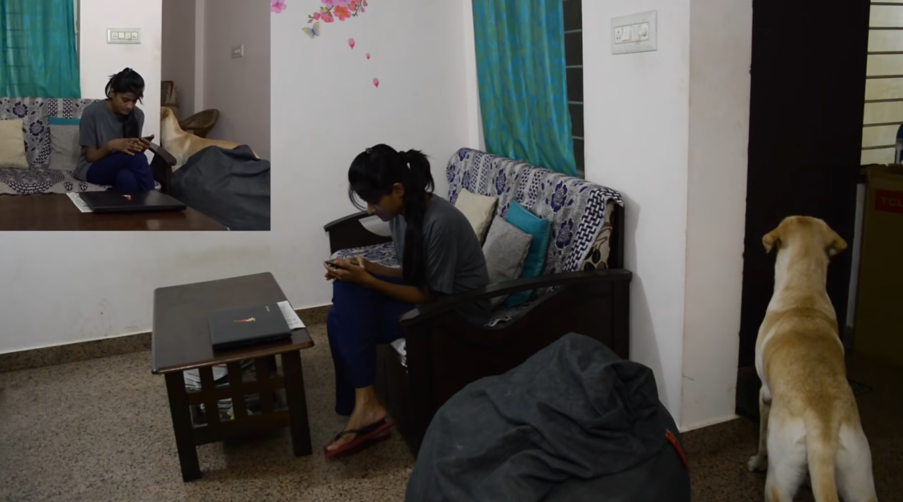 ラブラドールレトリーバー,動画