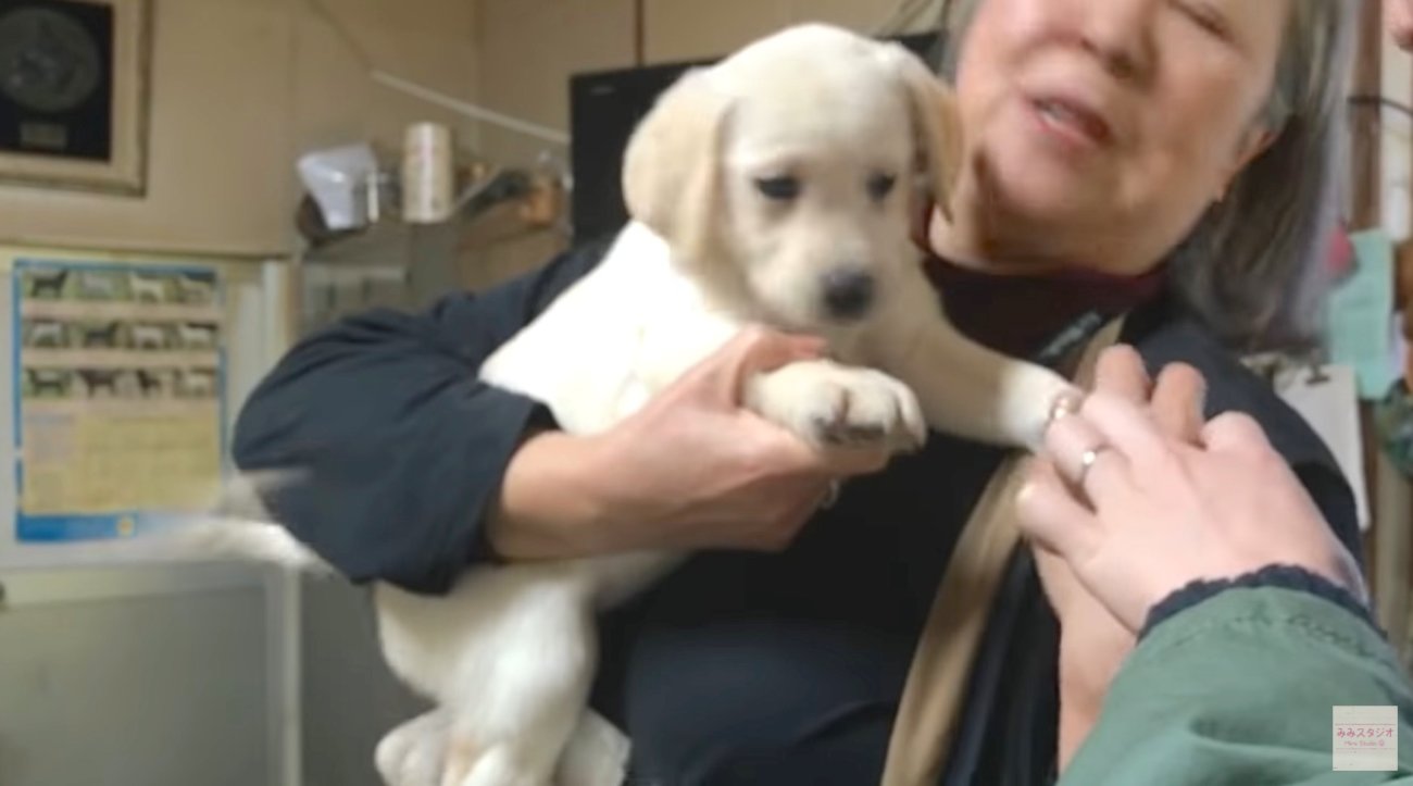 ラブラドールレトリーバー,動画