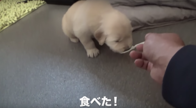 ゴールデンレトリーバー,動画