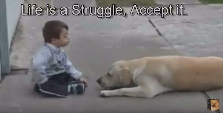 ラブラドールレトリーバー,動画