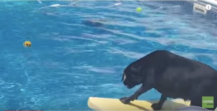 ラブラドールレトリーバー,動画