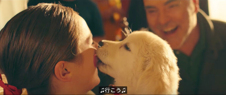 ラブラドールレトリーバー,動画