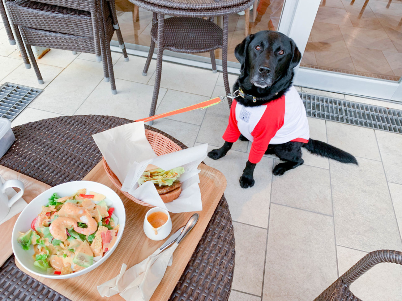 ラブラドールレトリーバー,湘南