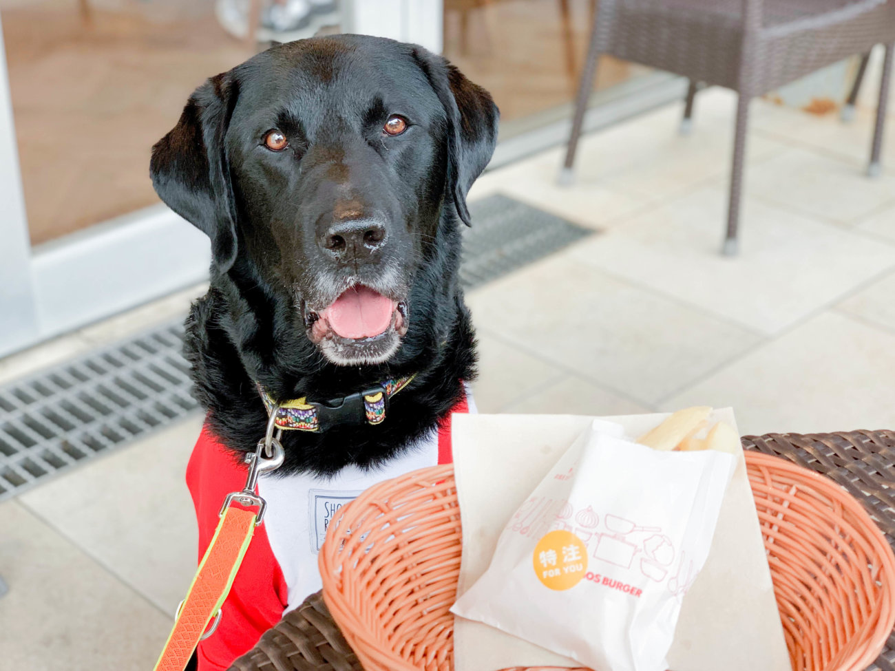 ラブラドールレトリーバー,湘南