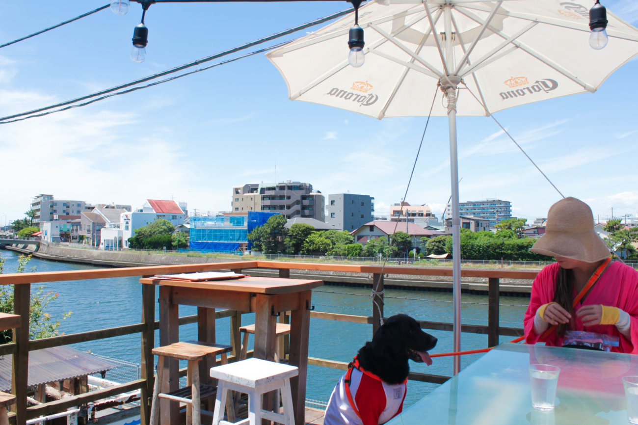 ラブラドールレトリーバー,湘南