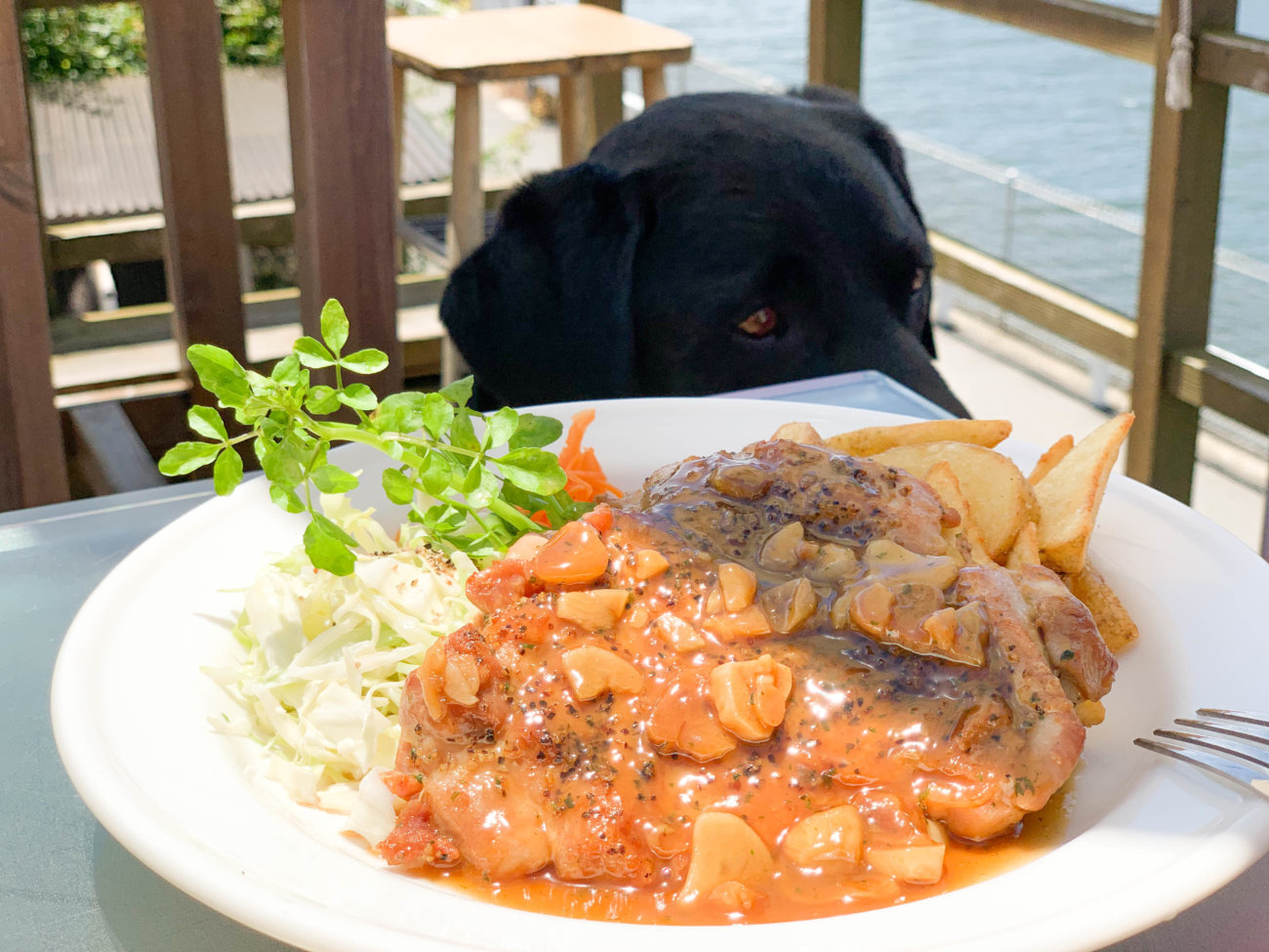 ラブラドールレトリーバー,湘南