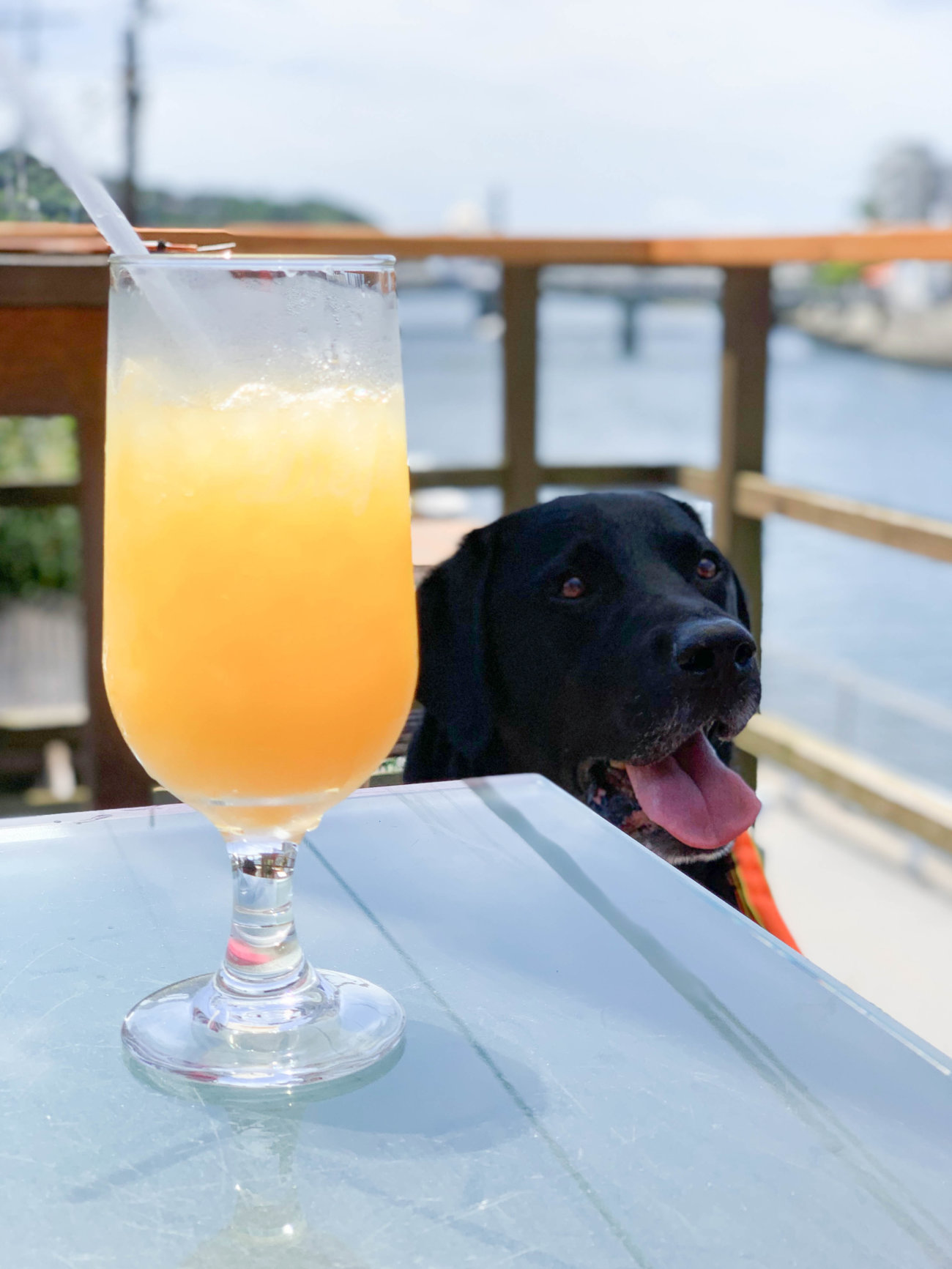 ラブラドールレトリーバー,湘南