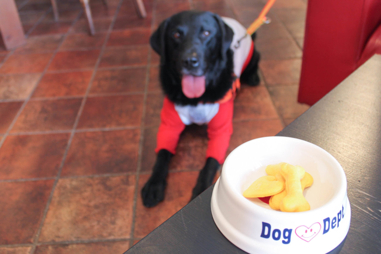 ラブラドールレトリーバー,湘南