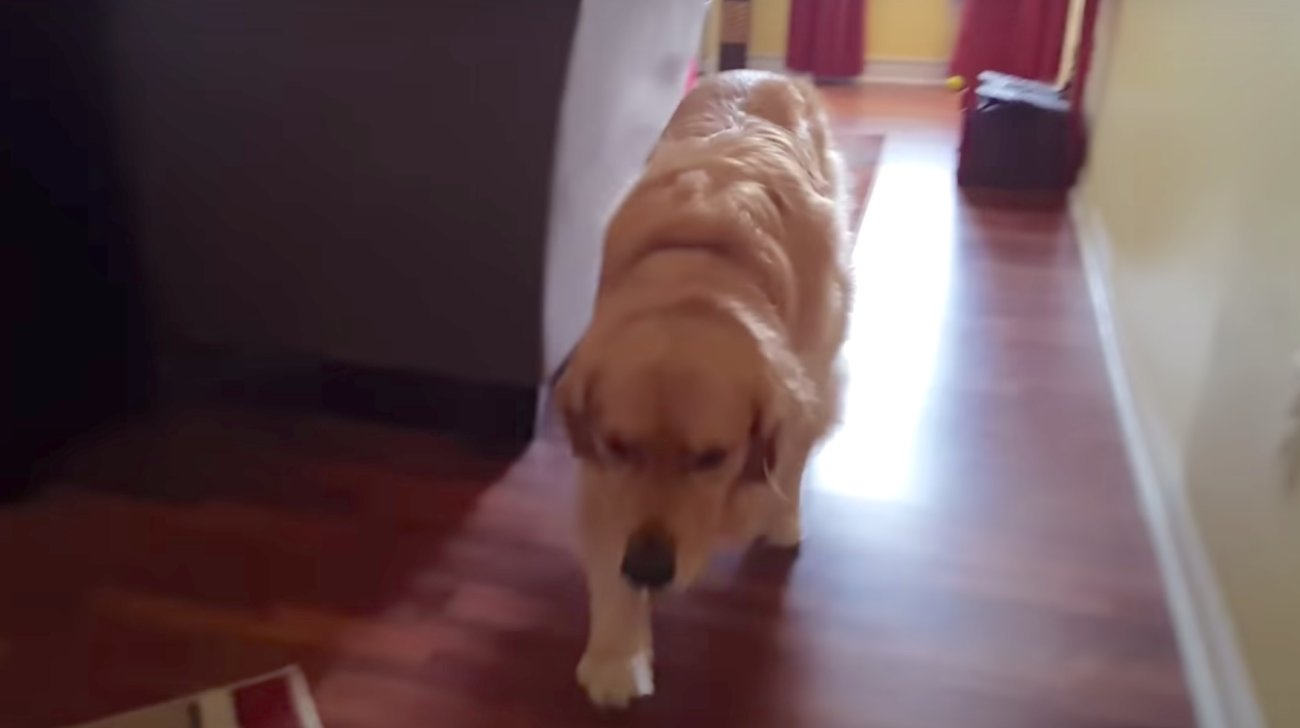 ゴールデンレトリーバー,動画