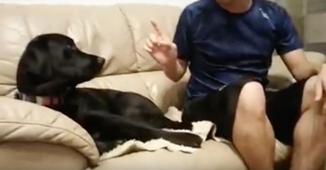 ラブラドールレトリーバー,動画