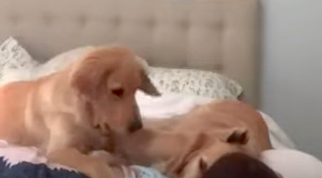 ゴールデンレトリーバー,動画