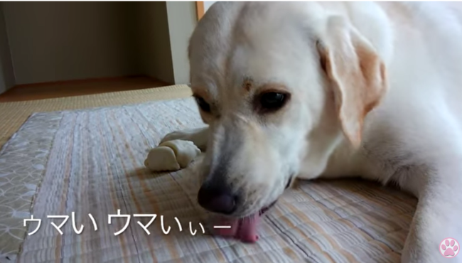 ラブラドールレトリーバー,動画